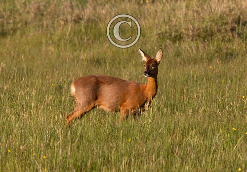 Roe Deer Doe DM1140